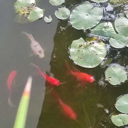 Apartamento Lemmon Tree Santa Brígida