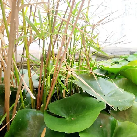 Lemmon Tree * Santa Brígida