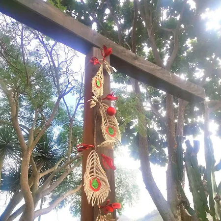 Lemmon Tree